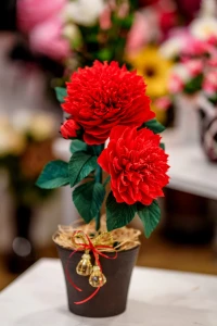 Kompozycja florystyczna "Czerwone Peonie"